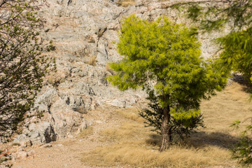 Savannah oasis tropic south nature scenic landscape place with vivid green trees in dry yellow ground and stones of rocks and hills