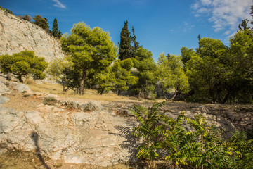 Savannah oasis tropic south nature scenic landscape place with vivid green trees in dry yellow ground and stones of rocks and hills