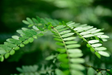 leaf of fern