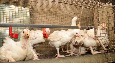Broiler chickens in a cage at the poultry farm. Industrial production of white meat