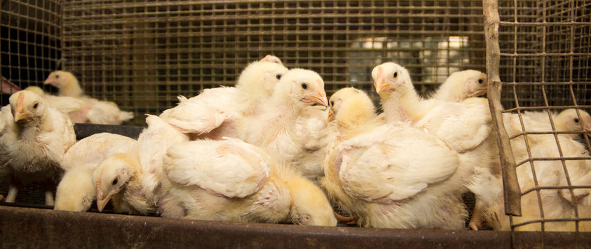 Broiler chickens in a cage at the poultry farm. Industrial production of white meat