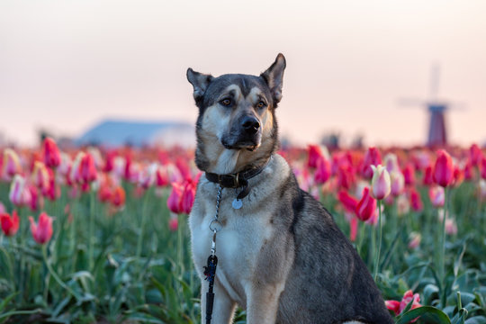 Portrait of a Kunming wolfdog posing on a tulip field.
