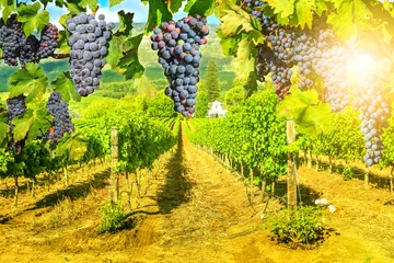 Gordijnen Pittoreske wijngaard bij zonsondergang. Rode druiven die in wijngaard hangen. Rijen druiven in Stellenbosch in de buurt van Kaapstad, Zuid-Afrika. Tak van druiven klaar voor de oogst. Seizoensgebonden achtergrond. © bennymarty