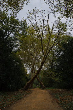 Waldweg