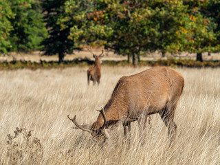 Red Deer Stag in morning light