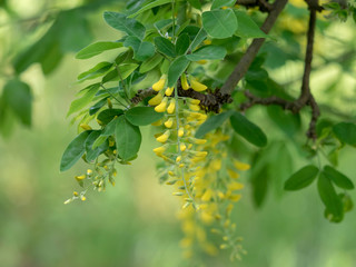 Laburnum anagyroides. Cytise faux ébénier ou cytise à grappes.