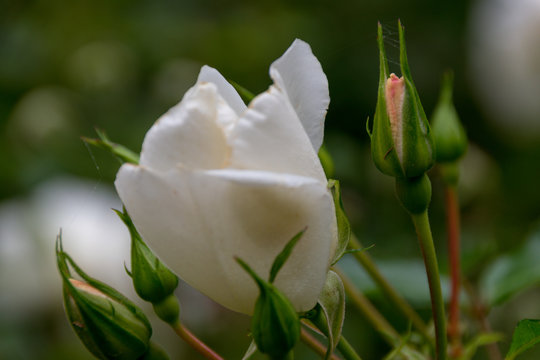 Rose mit Knospe