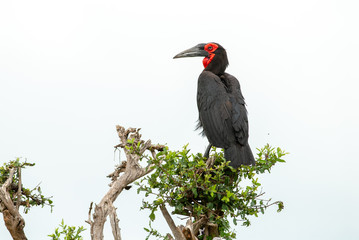 Southern Ground Hornbill perching on a tree in Tsavo National Park, Kenya