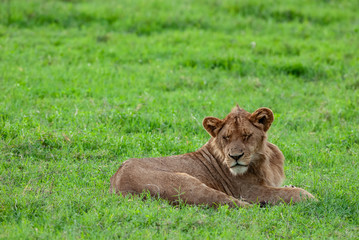 Fototapeta na wymiar East african lion resting in Ngorongoro Conservation Area, Tanzania