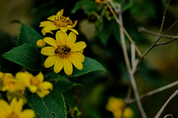 abeja en flor flores 