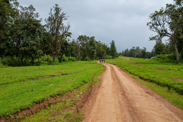 Fototapeta na wymiar Naro Moru hiking trail in Mount Kenya National Park