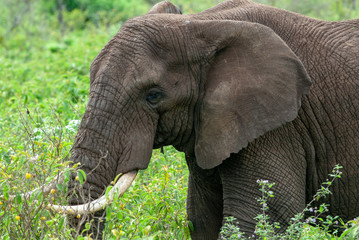 Naklejka premium African elephant in Ngorongoro Conservation Area, Tanzania