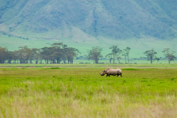 Black rhinoceros (Diceros bicornis) in Ngorongoro Conservation Area, Tanzania © salparadis