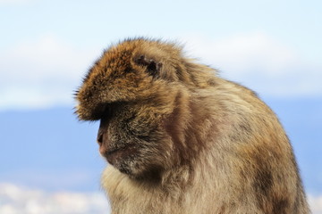 Barbary macaques in Gibraltar 