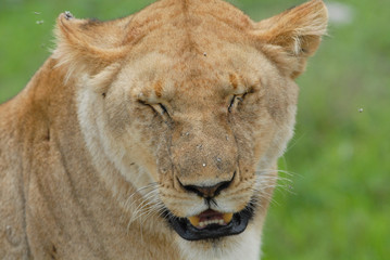 Fototapeta na wymiar Portrait of lioness in Serengeti National Park, Tanzania
