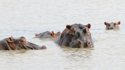 Hippopotamus (Hippopotamus amphibius) in Ngorongoro Conservation Area, Tanzania