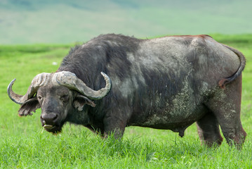 Fototapeta premium African buffalo (Syncerus caffer) in Ngorongoro Conservation Area, Tanzania