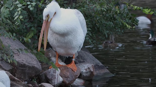 Pelican standing on rock as it grooms itself using its large beck to preen feathers.