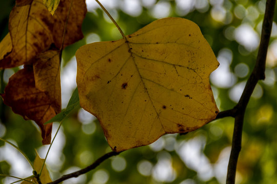 Blatt im Herbst