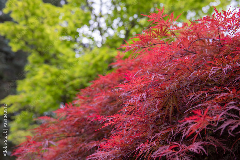 Wall mural view on a side of deep red inaba shidare weeping japanese maple tree. some green bushes in the backg