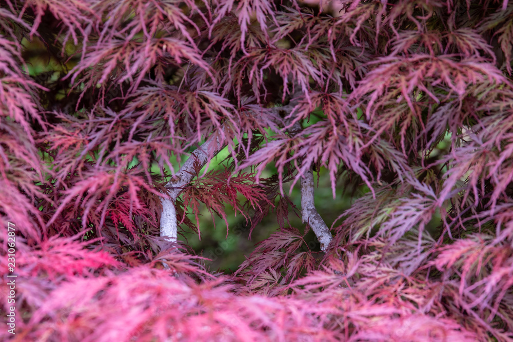 Wall mural leaves an branches of inaba shidare weeping japanese maple tree forming a square window in a tree cr
