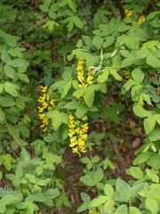 Laburnum anagyroides. Cytise faux ébénier ou cytise à grappes.