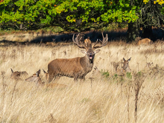 Red Deer Stag Bellowing with Hinds