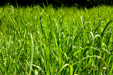 green grass in the countryside