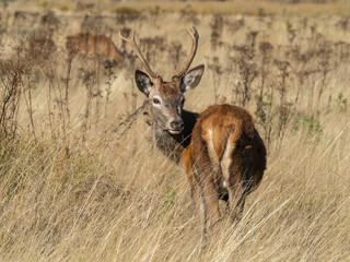 Young Red Deer Stag in morning light