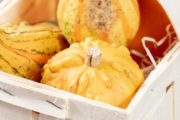 Different pumpkins in a basket 