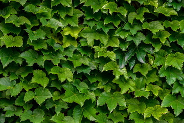 Fototapeta na wymiar Wall covered with a green climbing plant