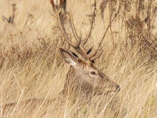 Fototapeta premium Red Deer Stag in morning light