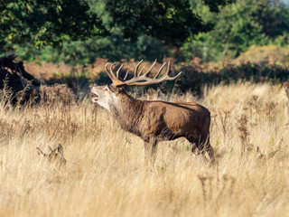 Red Deer Stag Bellowing during the Rut