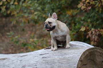 Rocket Foto