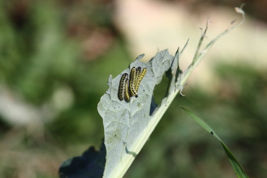the cavolaia on the leaves of cauliflower
