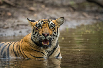Fototapeta na wymiar A male tiger cub relaxing in nature at ranthambore tiger reserve, India