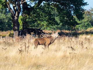 Red Deer Stag Bellowing during the Rut