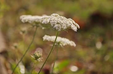 Queen Anne's Lace Flower