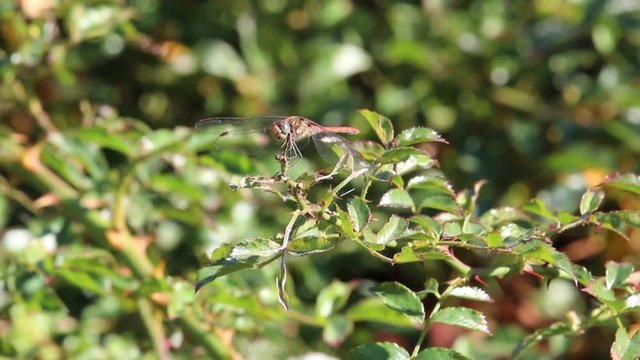 Una libellula in volo si adagia su un ramo