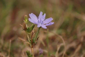 Fototapeta premium Chicory flower