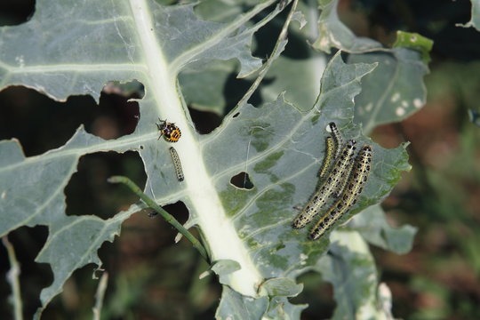 the cavolaia on the leaves of cauliflower