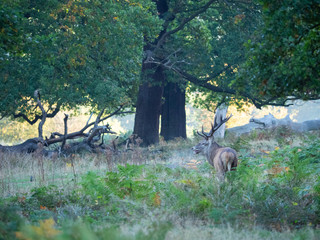 Red Deer Stag in morning light