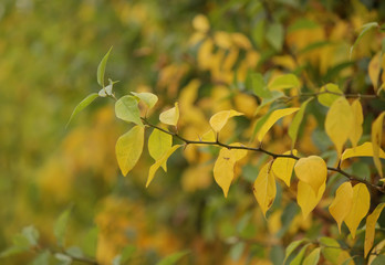 Yellow autumn leaves