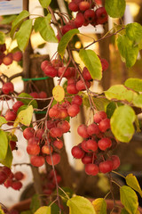 Small apples fruit tree with green leaves, close-up, outdoors