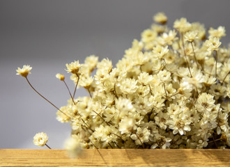 Dried flowers on grey background.