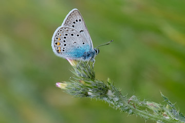 Lycaenidae / Çokgözlü Amanda / Amanda blue / Polyommatus amandus