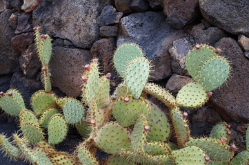 cactus in garden
