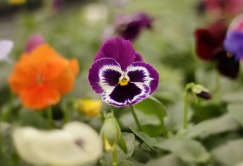 Colorful pansy flowers