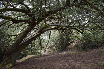 Bosque oscuro