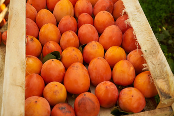 Fresh persimmon fruit in a wooden boxes, close-up. Agriculture and harvesting concept. Ripe persimmons in garden with green trees